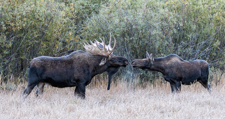 Fighting Bull Elk